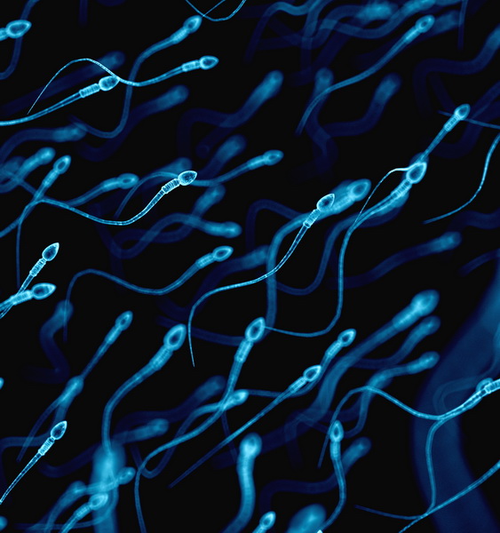 Infertilità, il numero di spermatozoi è in costante calo. Una metanalisi fa il punto